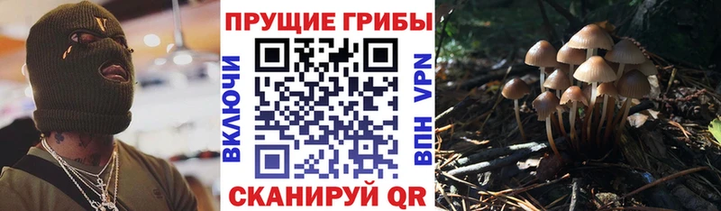 Псилоцибиновые грибы мицелий  MEGA   Новошахтинск  сколько стоит 